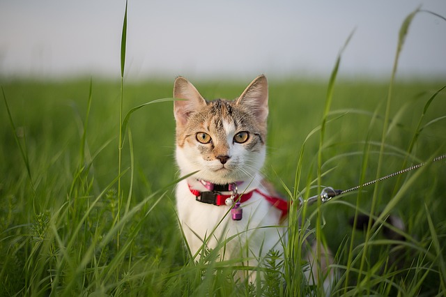 Katze an der Leine